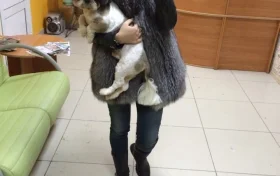 ЗооСалон Каштанка  на проекте VetSpravka.ru